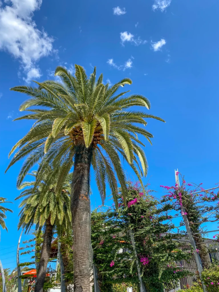 palm trees in brisbane, australia travel