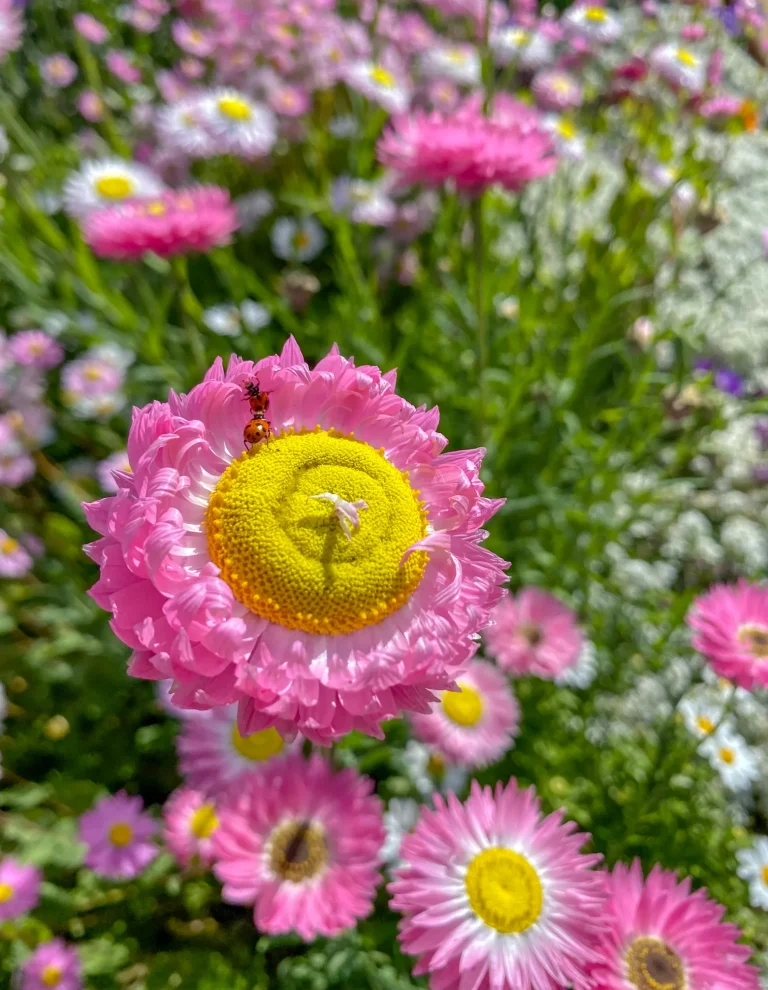bee on a flower toowoomba australia