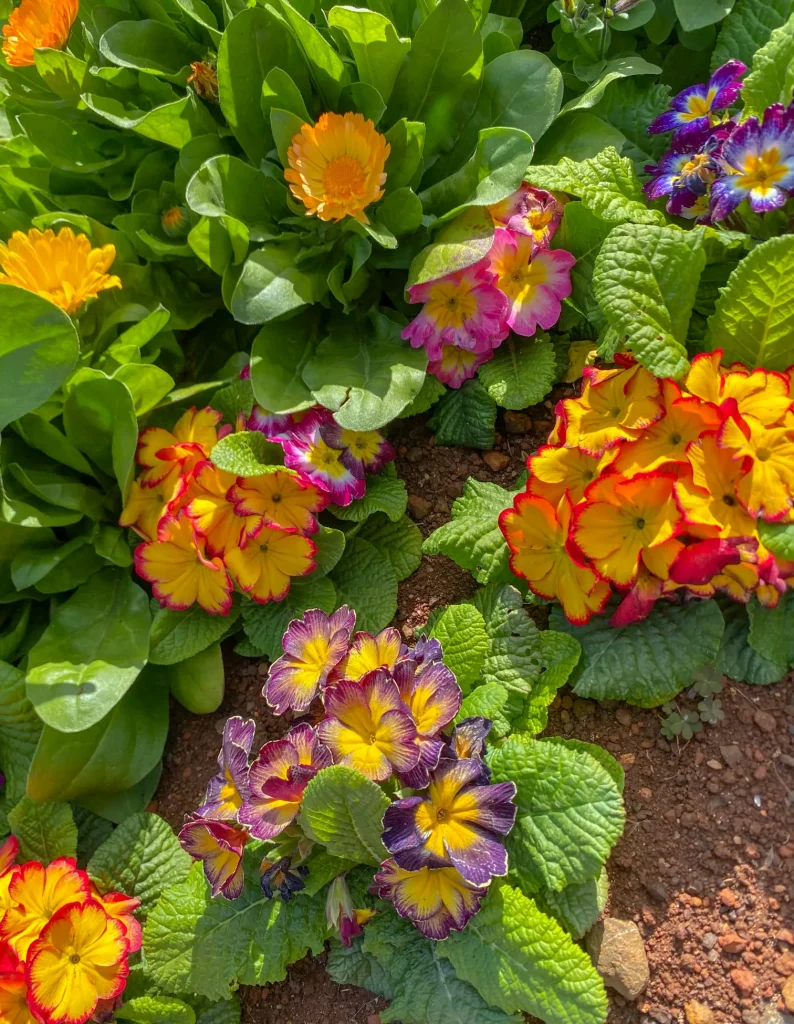 colourful flower patch place to visit in toowoomba australia