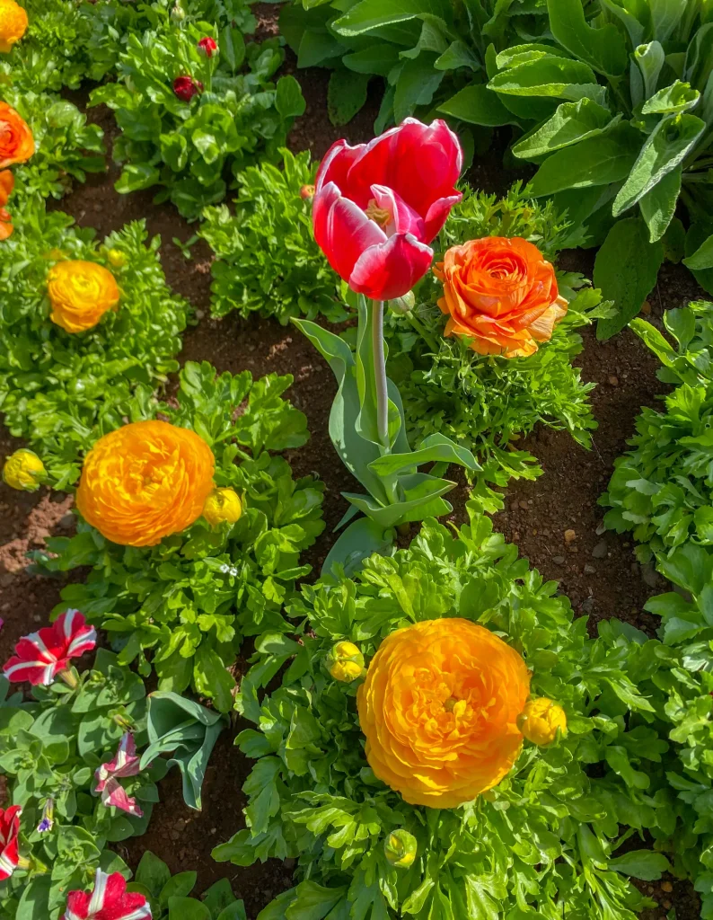 red and yellow flowers at queens park places to visit in toowoomba australia