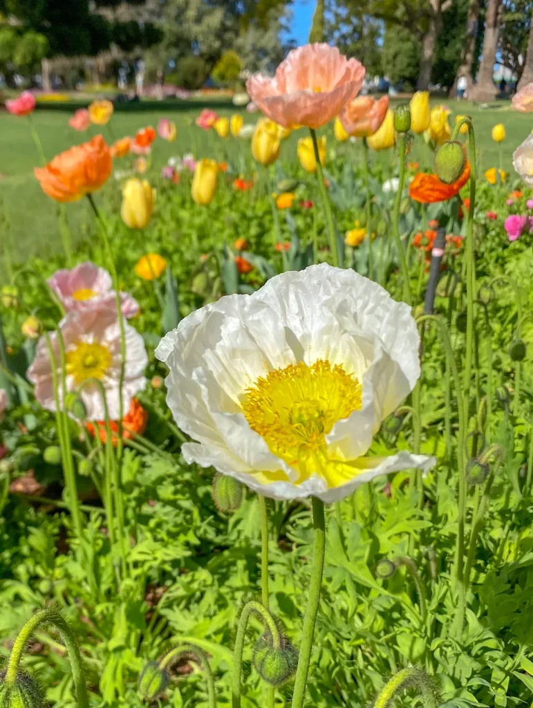 white poppy in amazing toowoomba australia place to visit