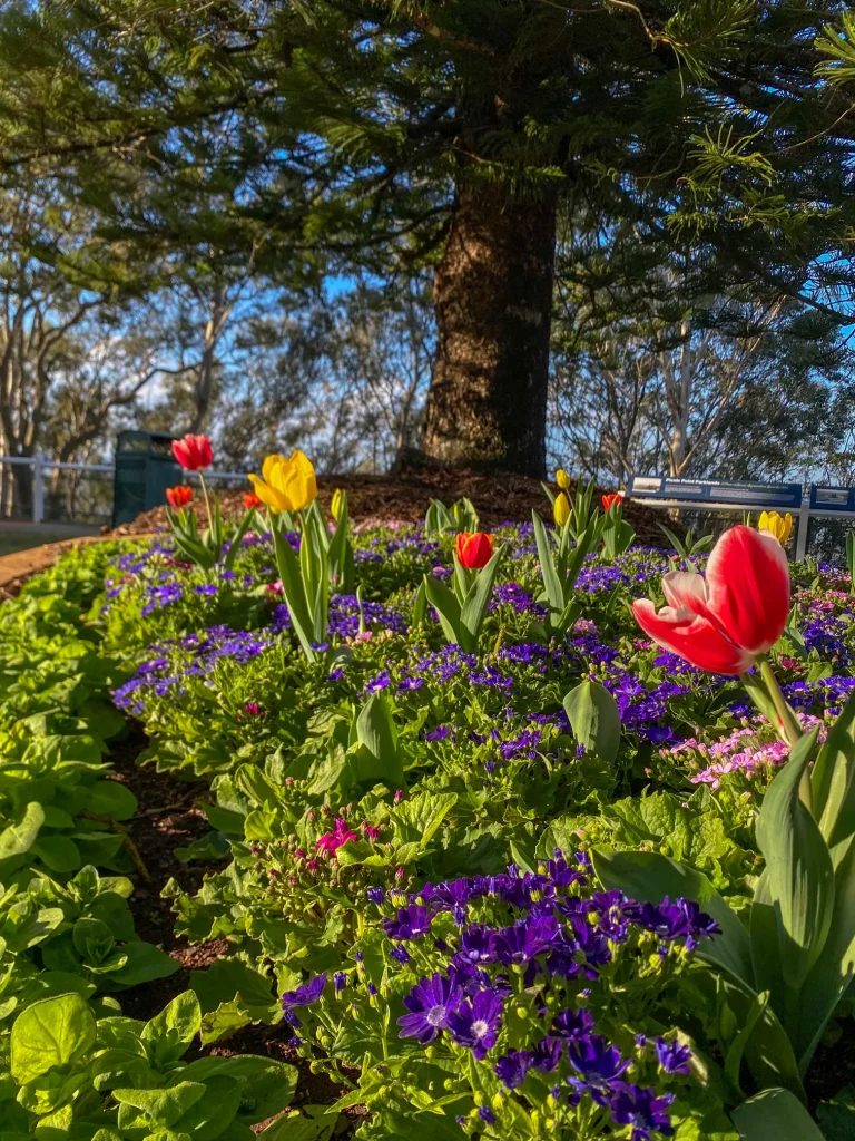 Flowers at picnic point toowoomba australia