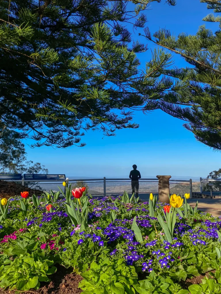 Flowers at picnic point toowoomba australia