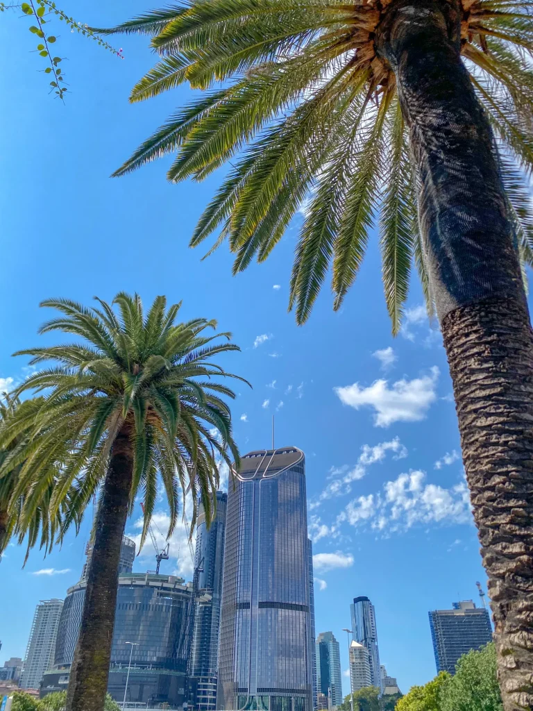 palm trees in the city