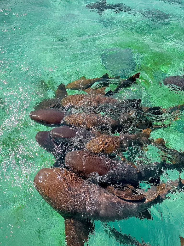 nurse sharks swim in the vibrant waters of belize
