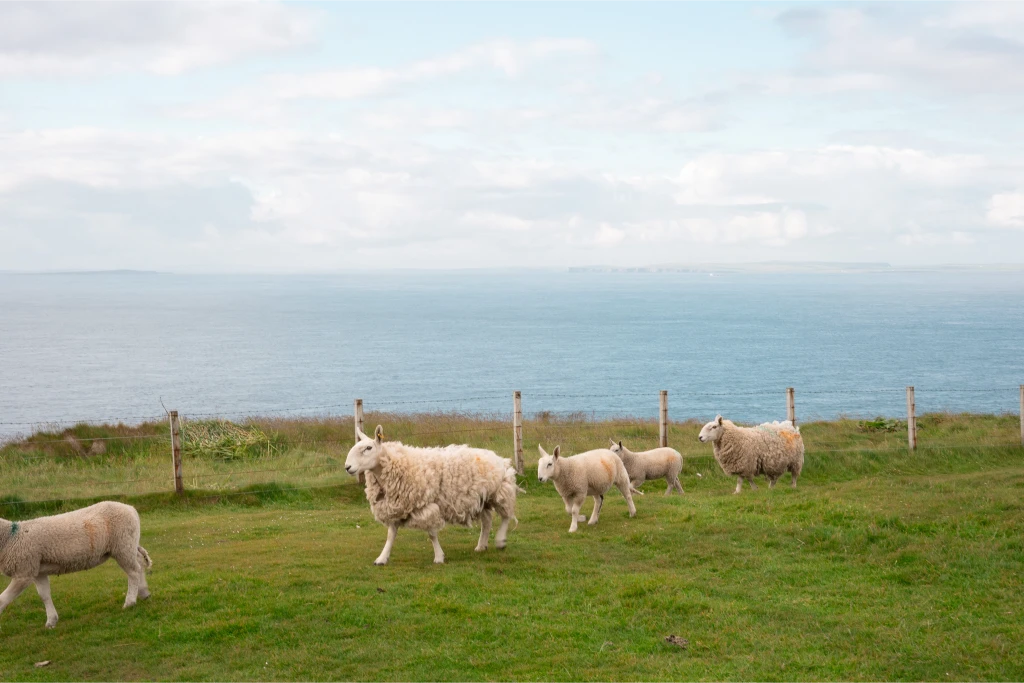 scotland travel sheep running up at john o'groats