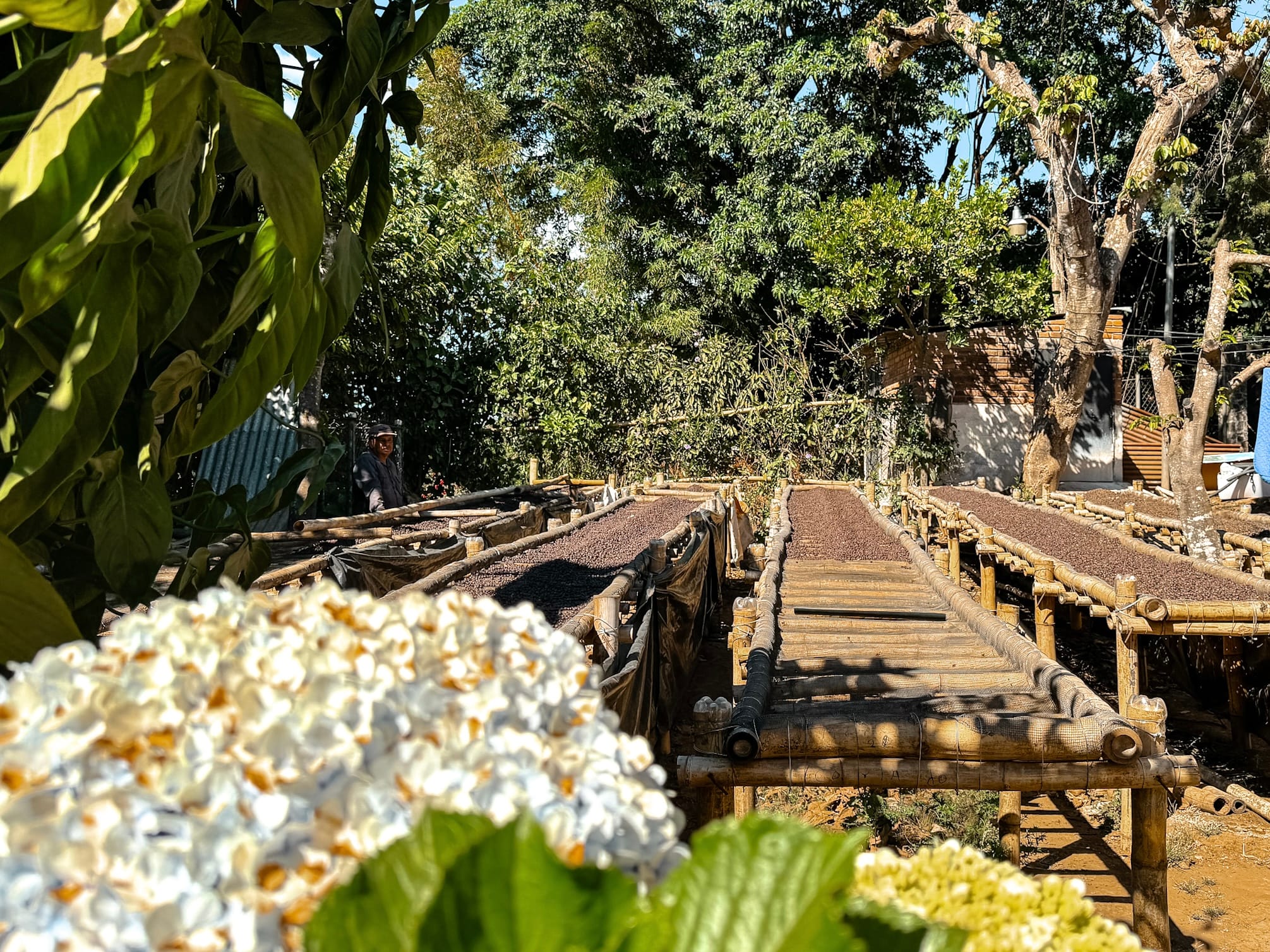 drying coffee out on racks with flowers in foreground