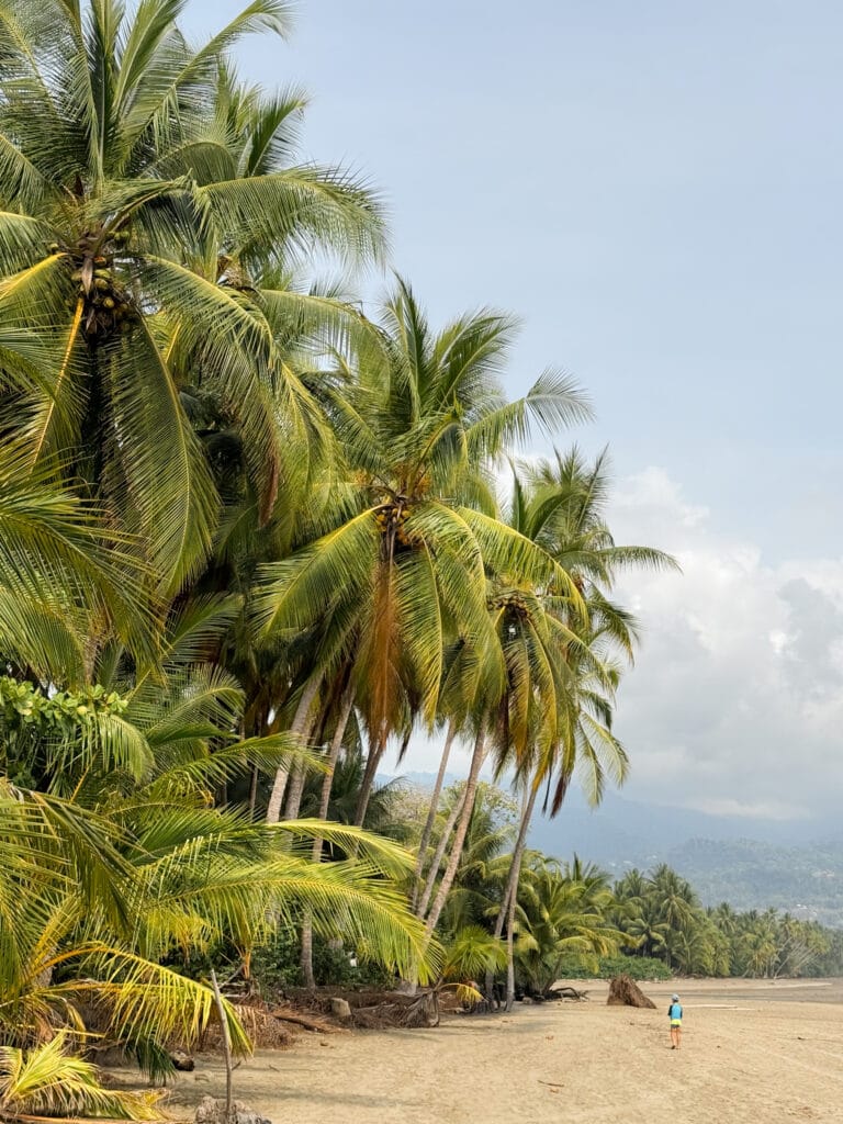 costa rica travel uvita beach giant palm trees