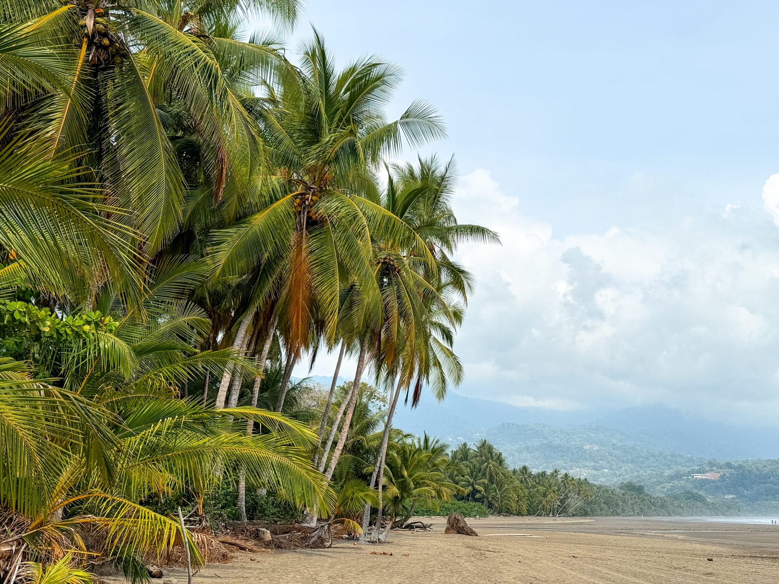 costa rica travel uvita beach palm trees