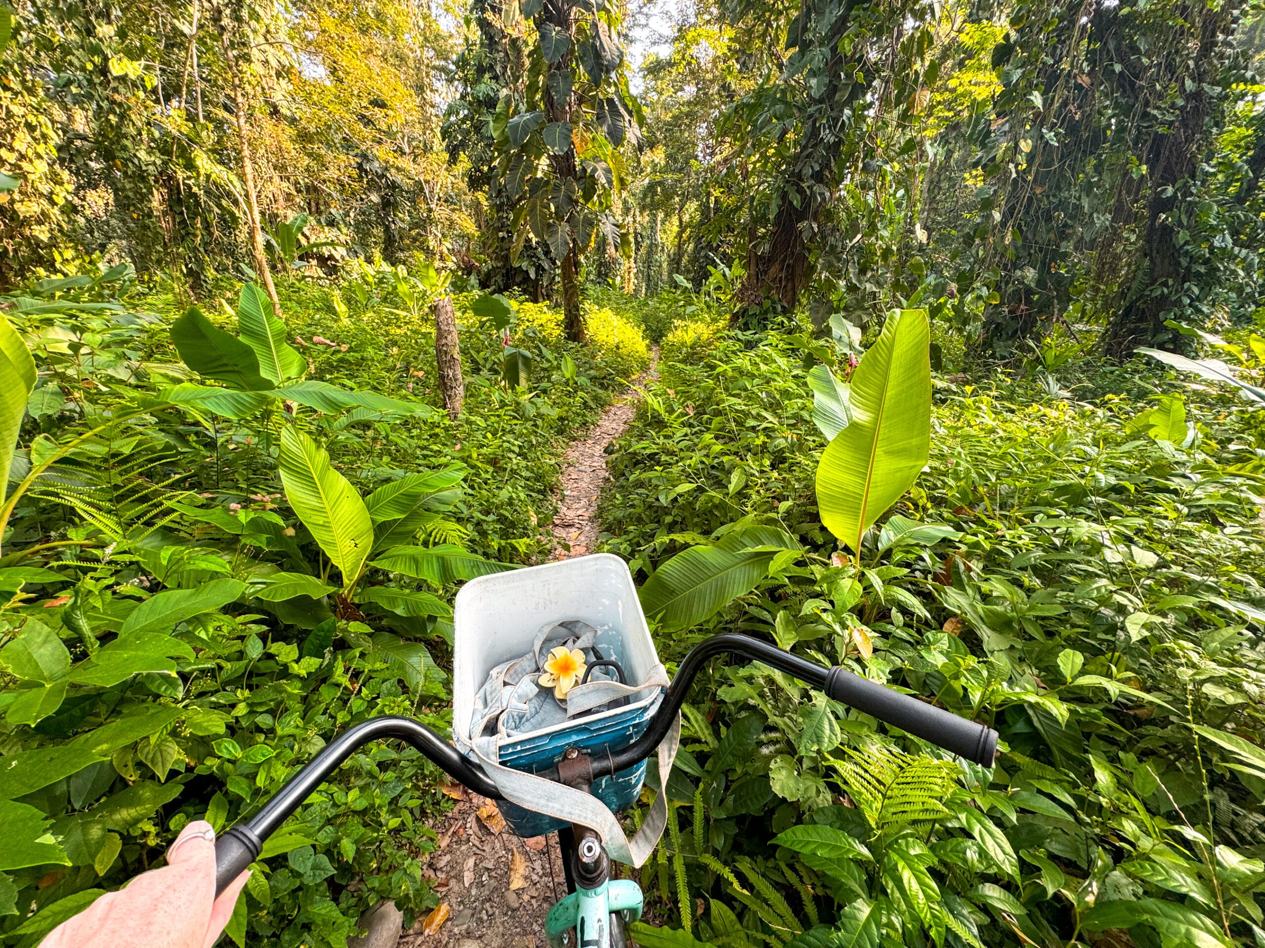 costa rica travel riding a bicycle through beautiful jungle in Puerto Viejo