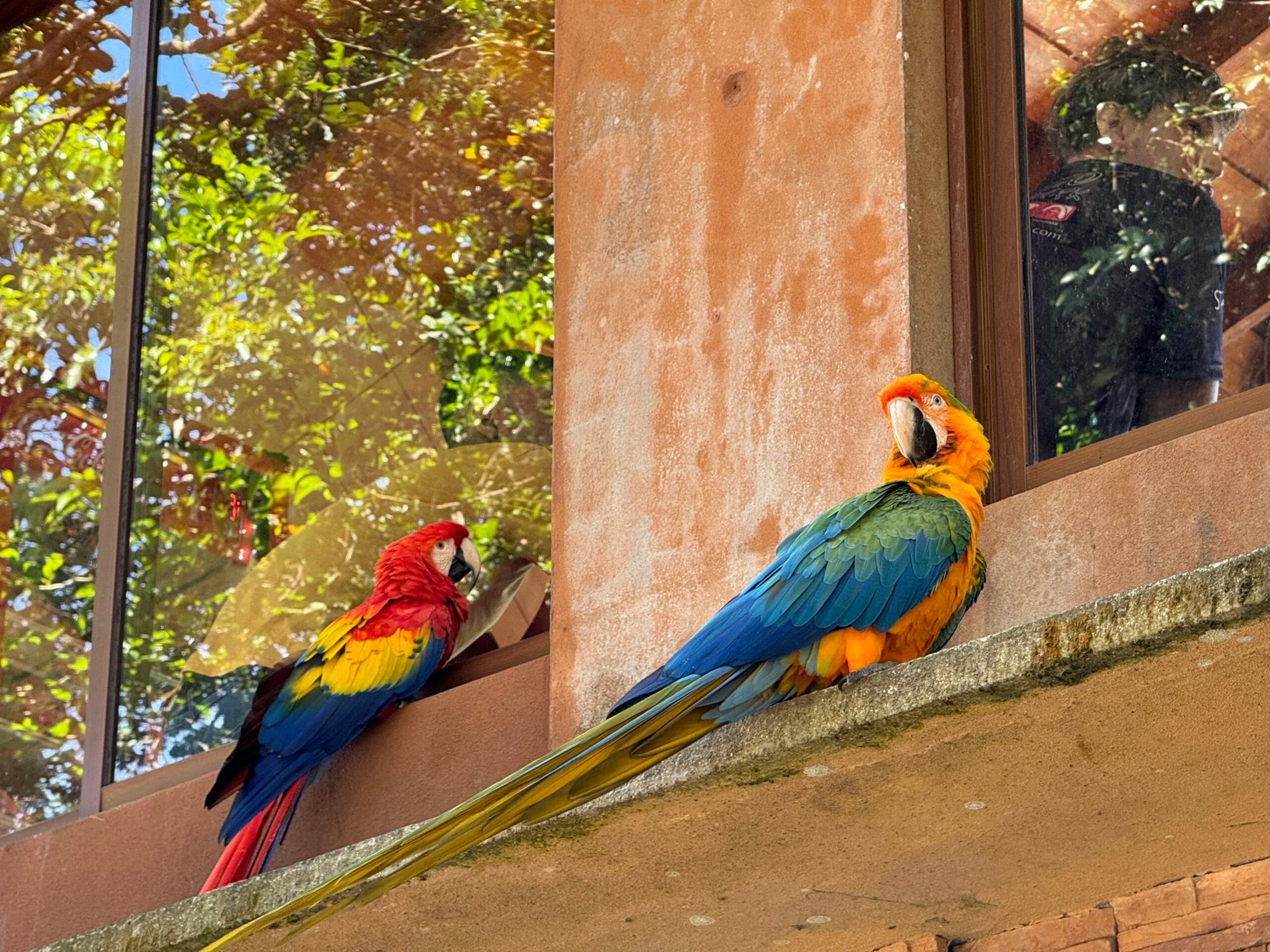 costa rica travel tropical macaws