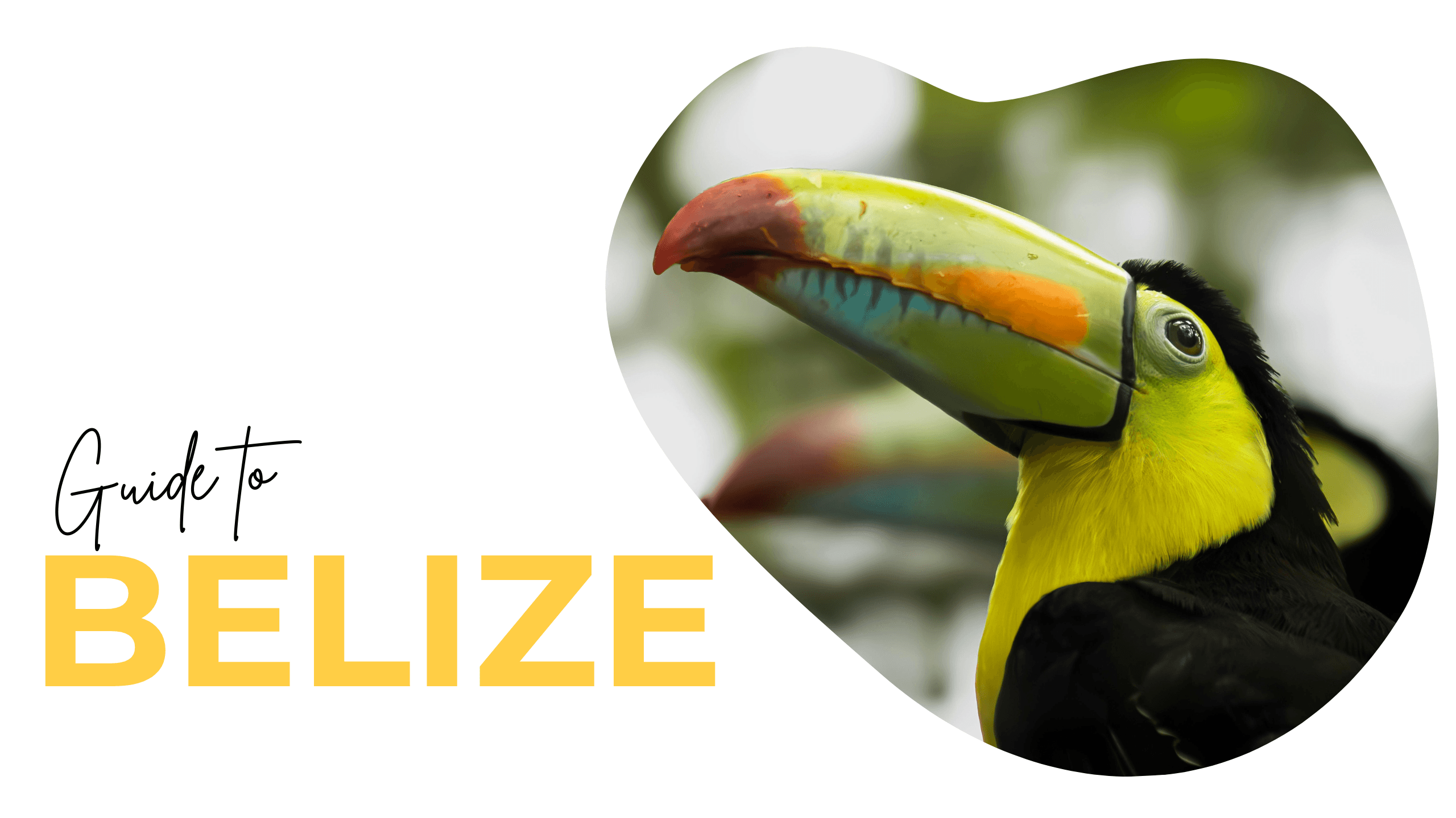 guide to travelling belize banner with toucan