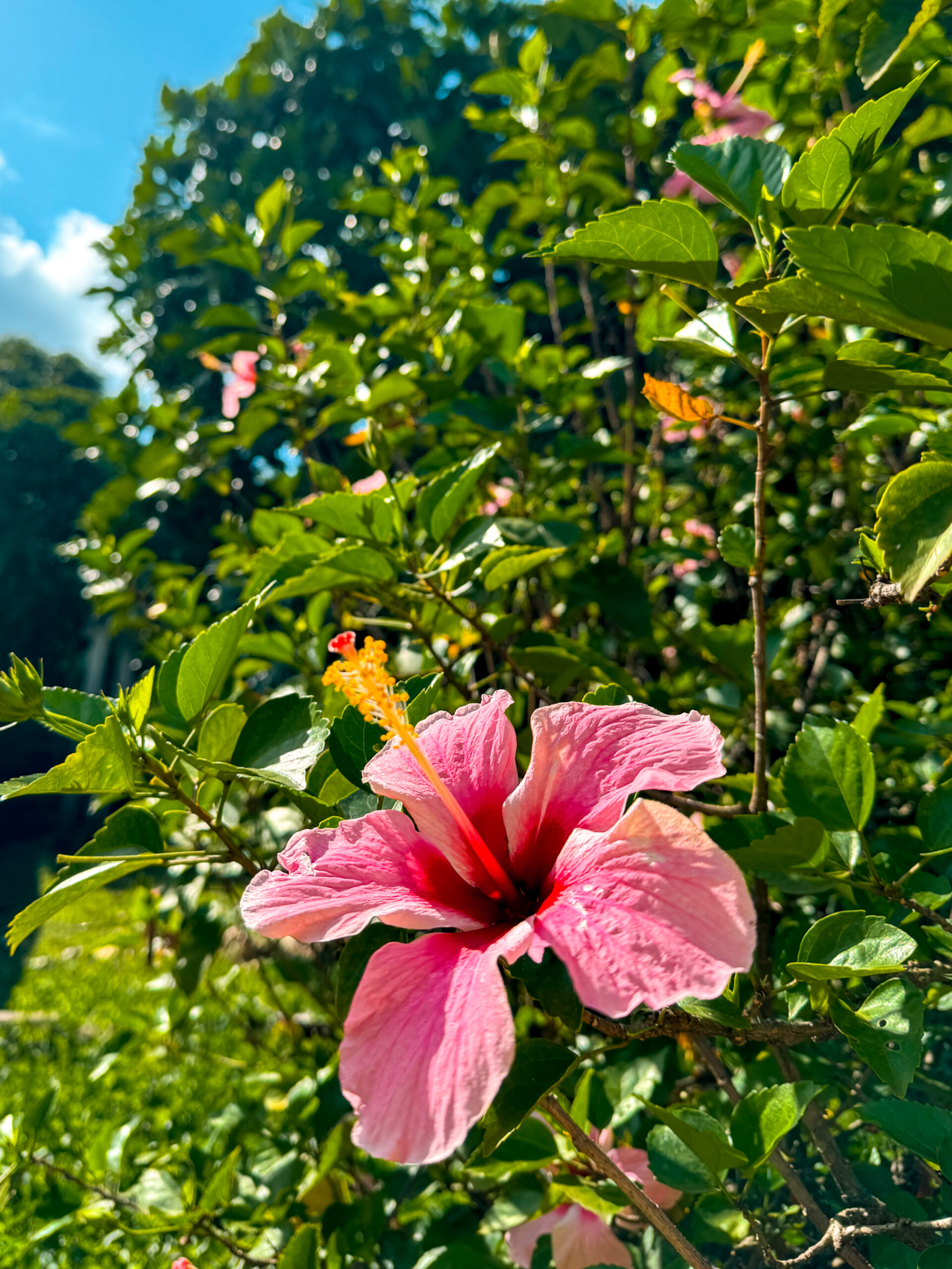 utila honduras travel guides hibiscus tropical flower