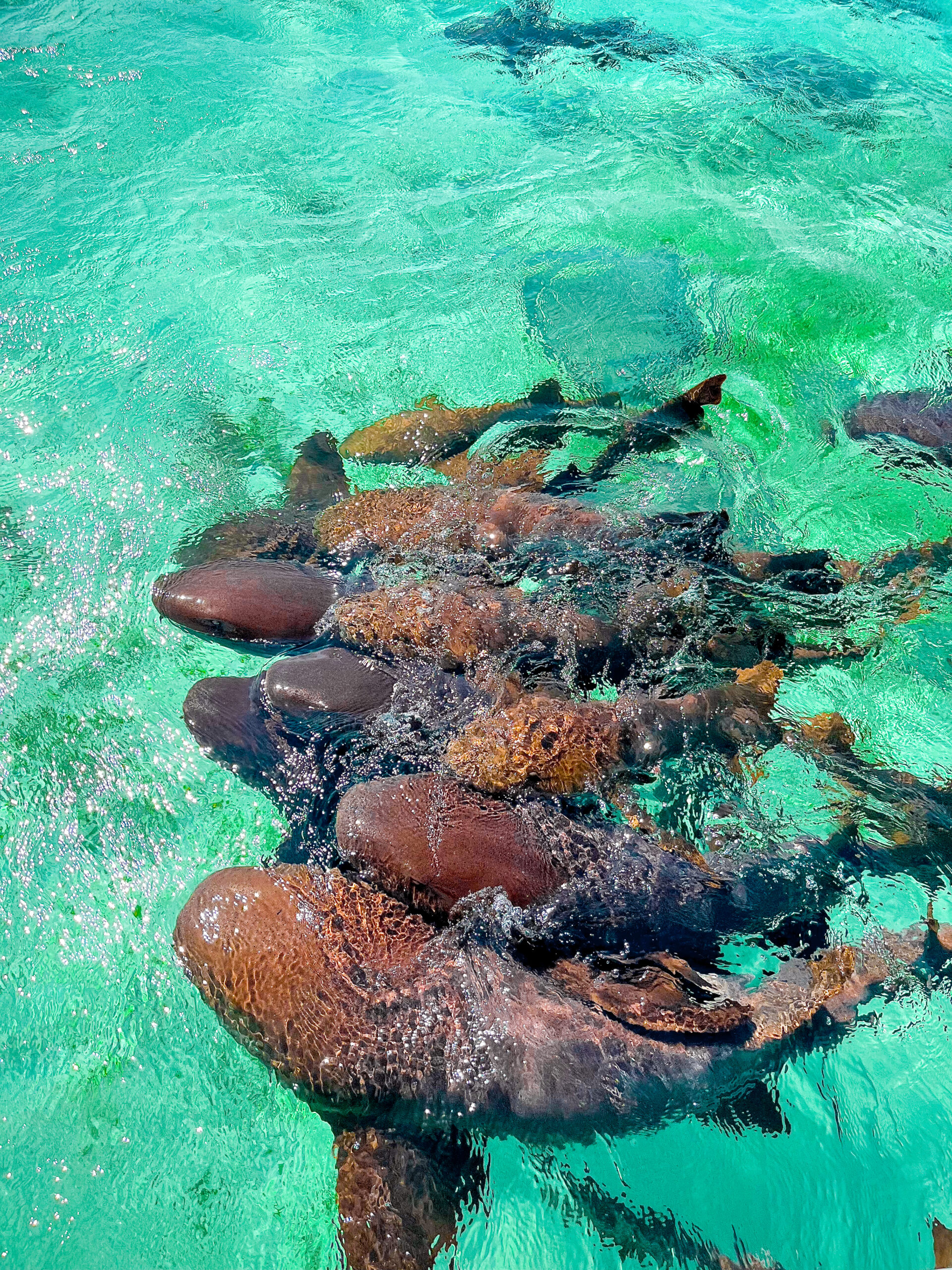 nurse sharks in reef