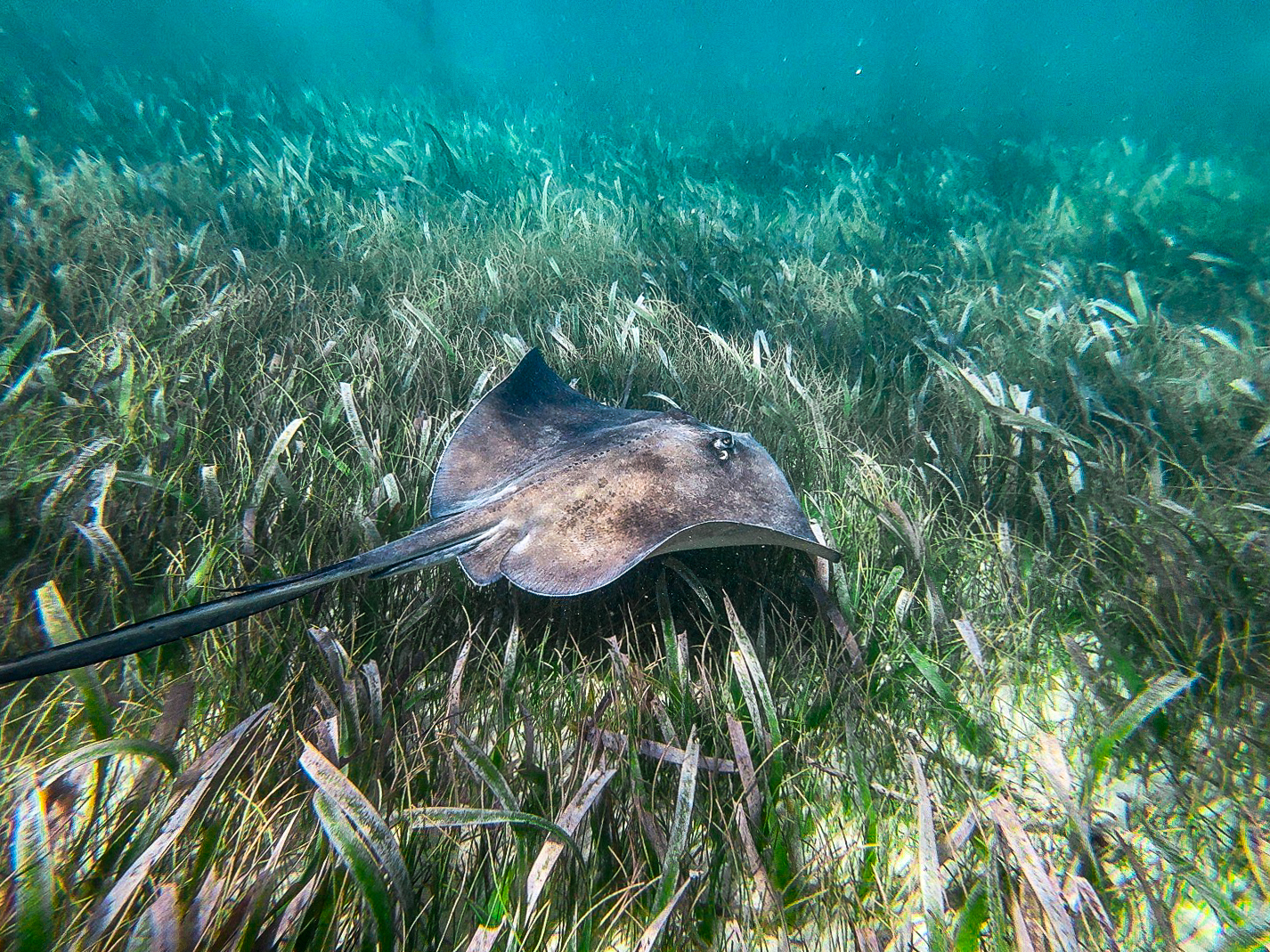 stingray on seaweed underwater reef photo