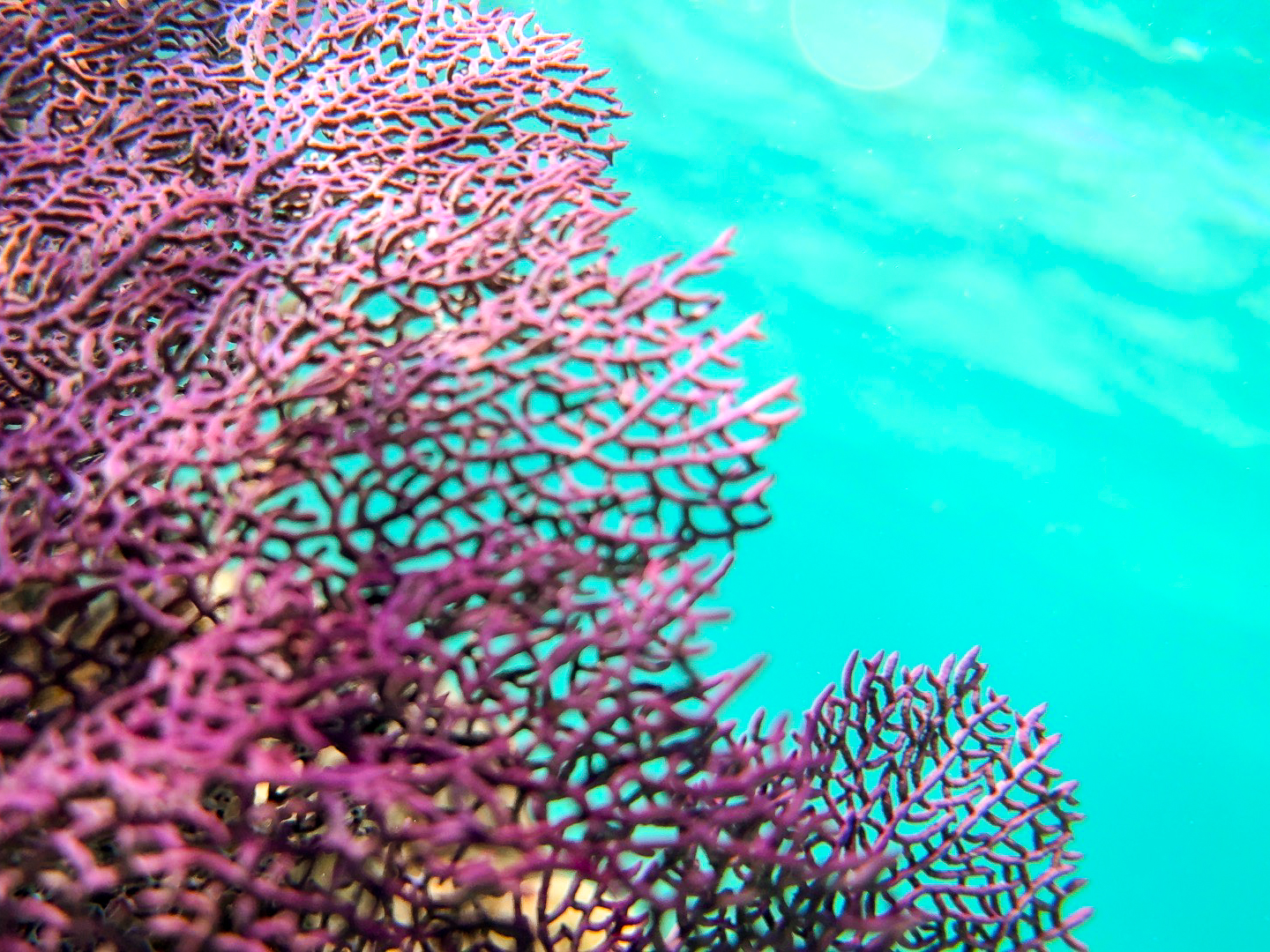 purple coral in hol chan marine reserve