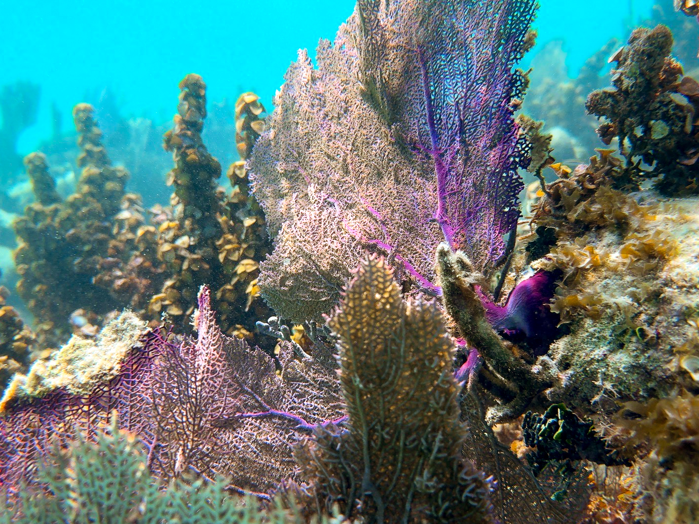 colourful coral underwater in belize reef